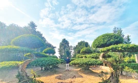 Ông Đỗ Duy Quân (SN 1961), Phó Chủ tịch Hội Sinh vật cảnh xã Điền Xá giới thiệu những cặp sanh dáng long