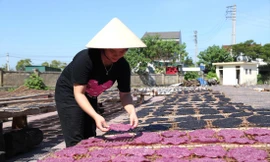 Cơ sở sản xuất của gia đình Nhàn đang “độc quyền” sản phẩm bánh đa gấc và bánh đa khoai lang tím