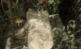 Hiện trường gỗ trong rừng Tây Yên Tử bị lâm tặc cưa hạ. Ảnh: Nguyễn Thắng