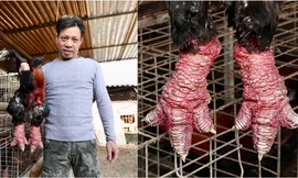 Dự kiến trong dịp Tết năm Giáp Thìn, gia đình anh Nam sẽ cung ứng ra thị trường hơn 2.000 con gà Đông Tảo thương phẩm và 400 con gà biếu, tặng