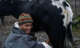 Anh Pasang vắt sữa bò để làm phô mai chhurpi 