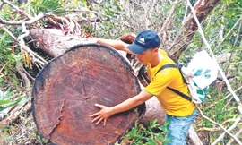 Phóng viên Tiền Lê chụp ảnh bên ngọn của cây gỗ lớn trong rừng Ia Pa