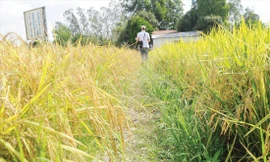 'Cò lúa' chiếm đoạt hàng tỷ đồng 