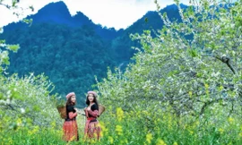 Mùa hoa Tây Bắc trở thành lựa chọn hàng đầu cho những chuyến phượt ngắn ngày của nhiều gia đình