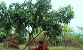 Người dân huyện Ea Súp chủ yếu trồng các giống xoài Úc, Thái xanh, Đài Loan và cát Hòa Lộc