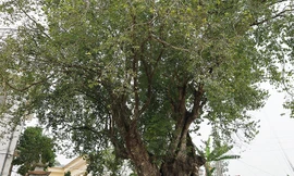 Cây thị hơn 1.100 năm tuổi