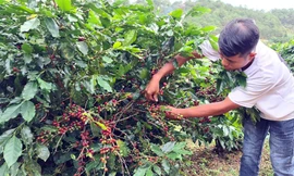 Chỉ hái những quả cà phê chín đỏ