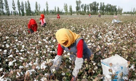 Phương Tây cho rằng người dân Tân Cương bị ép thu hoạch bông để cung cấp cho thị trường toàn cầu. Ảnh: Getty Images