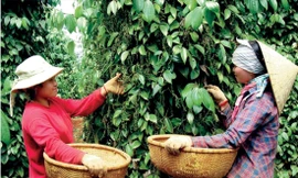 Người dân Chư Sê, Gia Lai thu hoạch tiêu