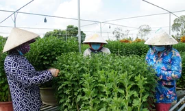 Người dân làng hoa Sa Ðéc chăm sóc hoa phục vụ Tết Nguyên đán 2022