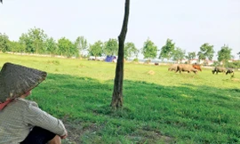 Nhiều dự án bỏ hoang đất tại Mê Linh, Hà Nội gây lãng phí lớn