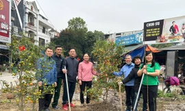 Việc “tái sinh” cây cảnh sau Tết được người dân nhiều nơi ủng hộ