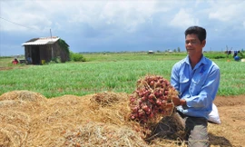 Ông Trần Giàu bên đống hành tím chưa bán được