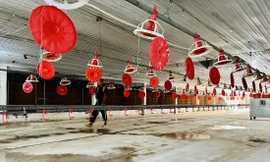 Nhiều nông dân “treo chuồng” vì không còn vốn để tiếp tục chăn nuôi. Ảnh: U.P