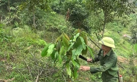 Ông Hà Văn Ngầm chăm sóc vườn quế của gia đình
