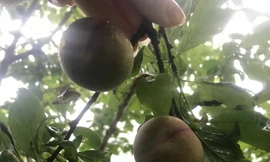 Quả mận máu. Ảnh: H.D