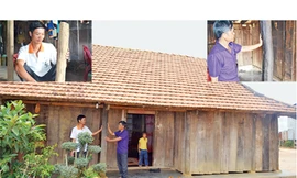 Đến lượt sốt mua gom gỗ trắc