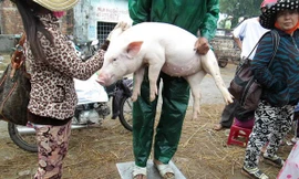 Những phụ nữ làm nghề… bế lợn thuê