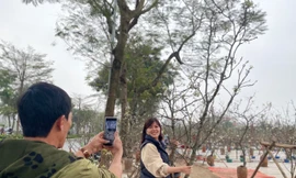 Người Hà Nội thích thú 'ăn chơi' hết tháng Giêng với hoa lê rừng