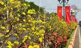 Hình ảnh cả ngàn cây mai trên quốc lộ khoe sắc đúng dịp Tết