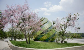 Kỳ lạ hoa mai anh đào rực rỡ nở trái mùa ở Đà Lạt 