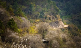 Thảm thực vật đẹp mê mẩn trên đường trekking đỉnh Lùng Cúng