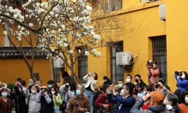 Đổ xô, chen lấn chỉ để check-in với một cây hoa 