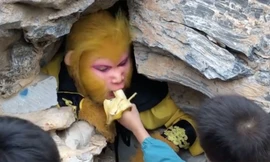 Tìm thuê Tôn Ngộ Không, trả lương gần 1.000 USD/tháng chỉ để ăn chuối