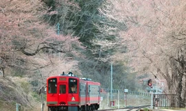 Mê mẩn ga tàu cổ kính ngập sắc hoa anh đào 