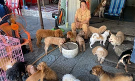 8 năm không dám bồng con đi dạo vì hàng xóm nuôi gần 100 con chó, mèo
