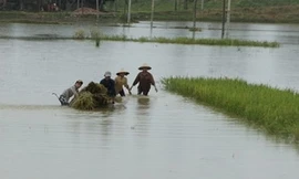 Xuất hiện lũ dị thường mùa đông trên sông Hồng