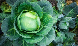 Những món ăn người bệnh tuyến giáp nên kiêng ăn