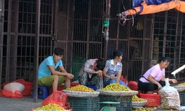 Mận Trung Quốc tại chợ đầu mối có giá 6.000-8.000 đồng/kg.