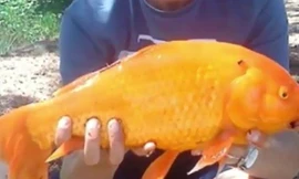 Câu được cá chép vàng “khủng” ở hồ tự nhiên