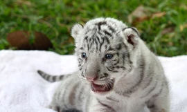 Hổ trắng quý hiếm sinh con ở Thảo cầm viên Sài Gòn