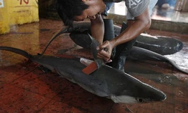 Sốc với hình ảnh cắt vây cá mập ở Indonesia