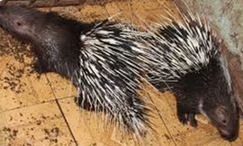 Nhím giống cấp cho dân nghèo đã chạy lạc vào nhà quan xã Quế Long.