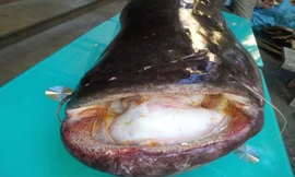 Miệng cá khá rộng và có bộ răng sắc nhọn.