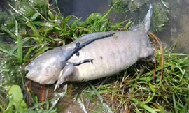 Con cá được cho là có chân và đã chết khi được phát hiện. Ảnh: Imgur.