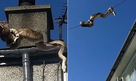 Cảnh tượng được ghi lại tại thành phố Anglesey, Bắc Wales.