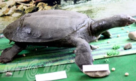 Tiêu bản rùa khổng lồ trưng bày ở Bảo tàng Hòa Bình.