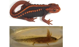 Cá cóc gờ sọ mảnh Tylototriton anguliceps (con trưởng thành và nòng nọc).