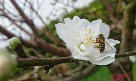 Ngắm bạch đào cánh trắng như tuyết giá 2 triệu đồng/cây