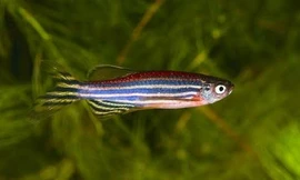 Cồn làm cho cá ngựa vằn phấn chấn hơn hẳn, chúng tỏ ra ít sợ hãi và ngập ngừng hơn trong các hành động của mình. Ảnh: Independent.