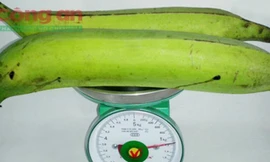 Giống chuối khổng lồ ở Trà Vinh hút khách thị thành