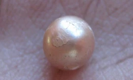 Viên ngọc trai tự nhiên 2.000 năm tuổi cực hiếm được tìm thấy ở Australia. Ảnh: Discovery.