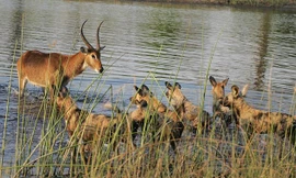 Con linh dương đồng cỏ bị truy đuổi bởi cả bầy 24 con chó hoang trong buổi sáng tại một khu bảo tồn ở Botswana.