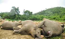 Ba con voi xấu số chết do bị điện giật - Ảnh: Coconuts Bangkok.