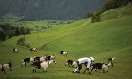 Nhờ bộ chân đặc biệt, Thwaites có thể chạy nhảy cùng đàn dê.