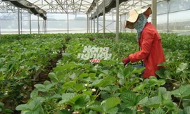 Thu hoạch dâu tây Pháp trong vườn Biofresh.